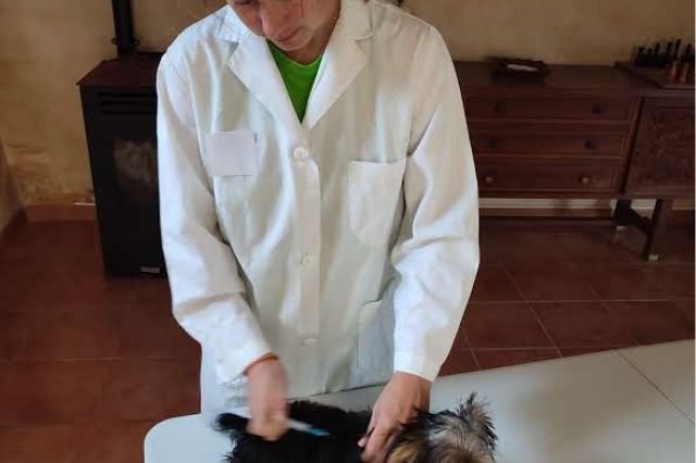 veterinaria jmjdogs
