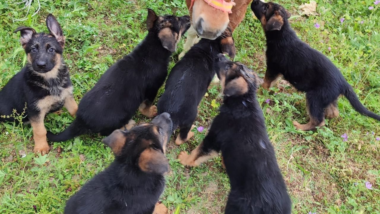 jmjdogs pastor aleman