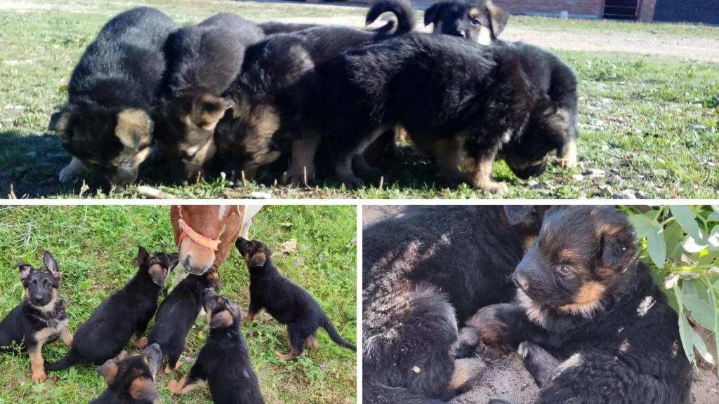cachorros pastor Aleman Lleida