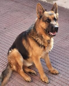 Pastor Alemán sentado