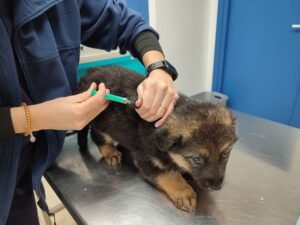 Cachorro de Pastor alemán con veterinario
