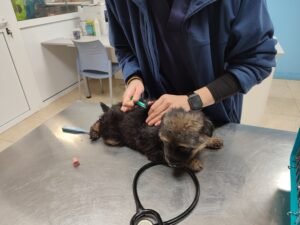Cachorro de pastor alemán con veterinaria