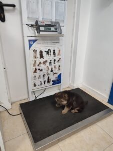 Cachorro pastor alemán en báscula