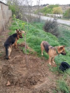Pastores alemanes vigilando