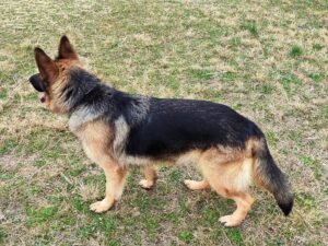 Pastor alemán de perfil