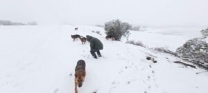 Pastores alemanes en invierno