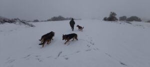 Pastores alemanes en la nieve