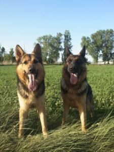 Dos Pastores alemanes