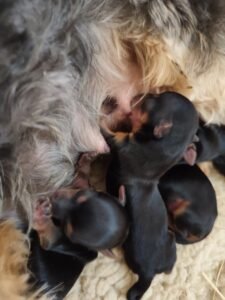 Recien nacidos pastores Alemanes