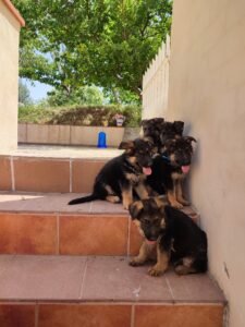 camada pastores Alemanes primavera