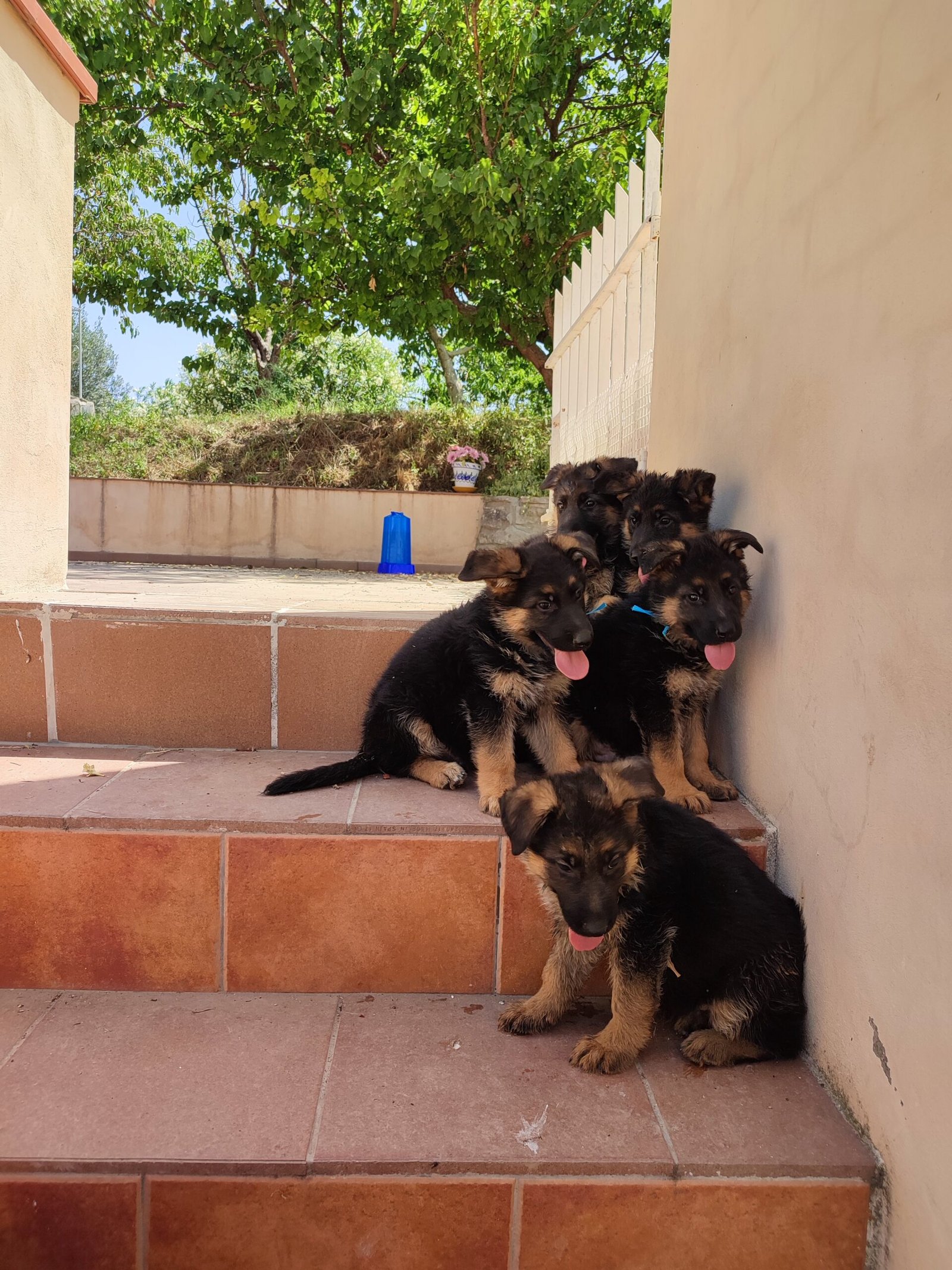 camada pastores Alemanes primavera