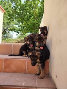 Camada de pastores Alemanes