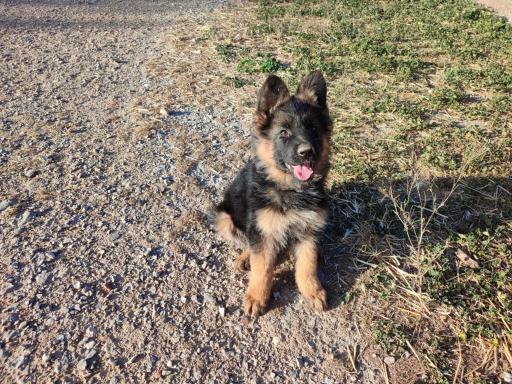 Pastor Alemán prestando atención Pastor Alemán prestando atención