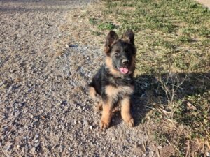 Pastor Alemán prestando atención