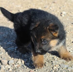 primeros pasos de un pastor Alemán