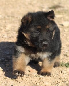 Pastor Alemán pequeñin