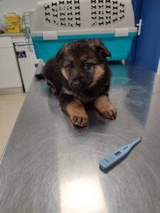 Pastor Alemán tomando la temperatura