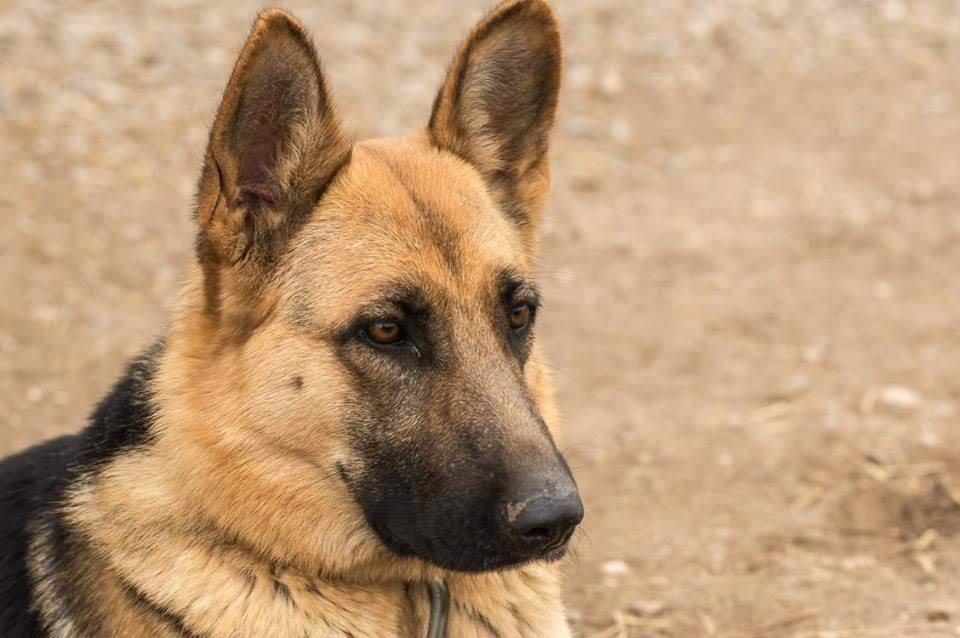 hembra pastor alemán loba